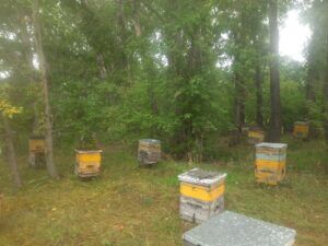 Алтайские луга