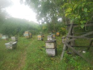 Пчёлы за работой