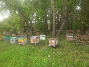 Натуральный мёд